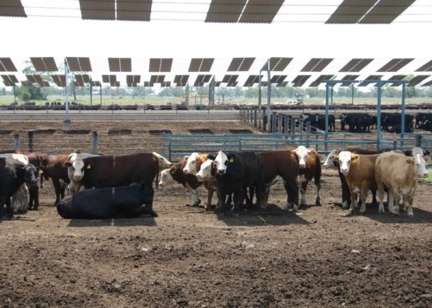 Cattle in shade on a warm summer day.