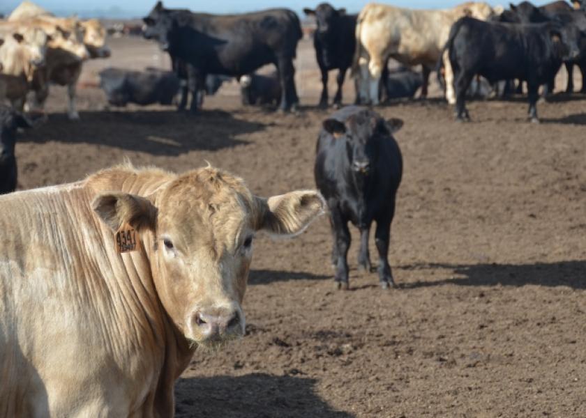 Feedlots Place More and Lighter Cattle