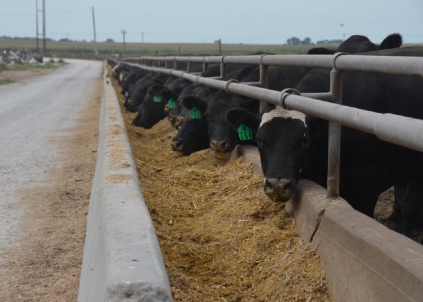 BT_Full_Feedlot_Bunk_Cattle