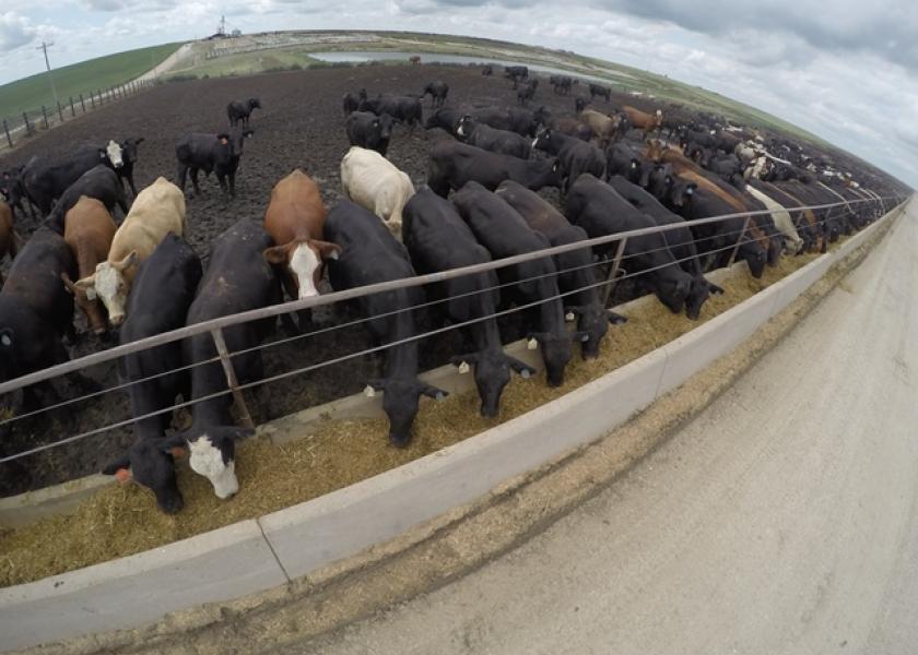GoPro Feedlot Cattle
