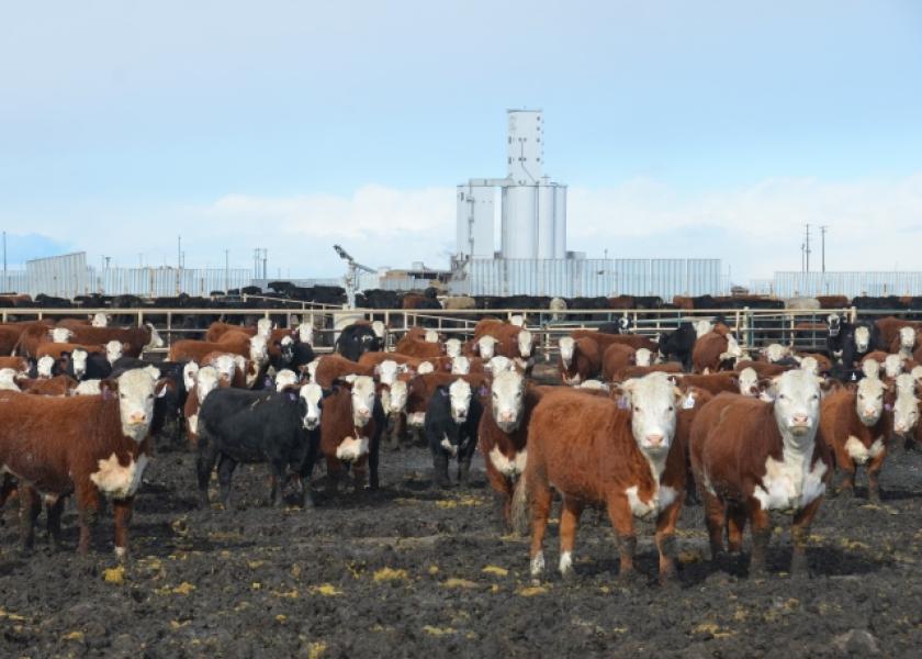 Fed Cattle Exchange Aims To Create Transparency In Market Drovers