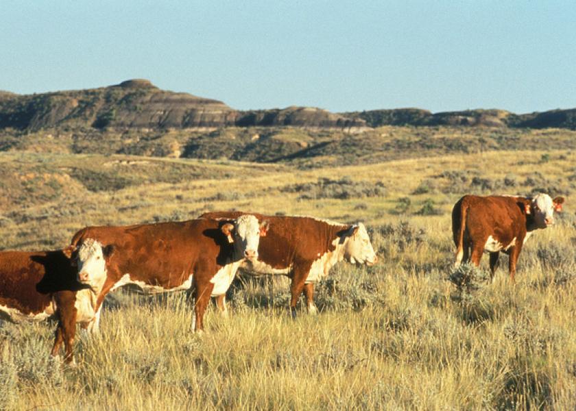 Hereford cattle