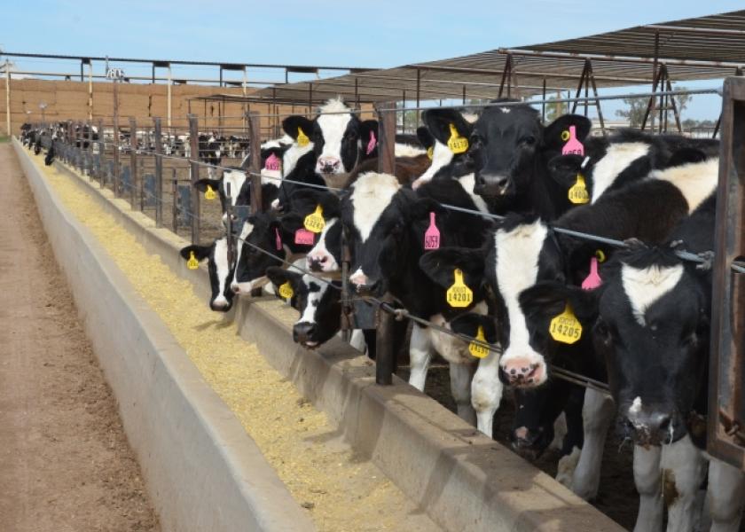 BT_Holstein_Feedlot_Cattle