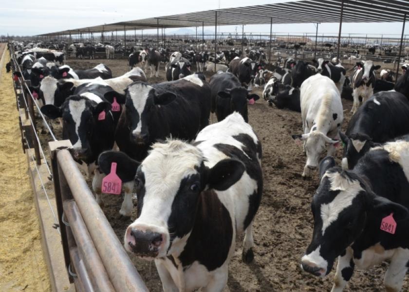 Raising Dairy Steers for Beef Requires Responsible Management | Dairy Herd