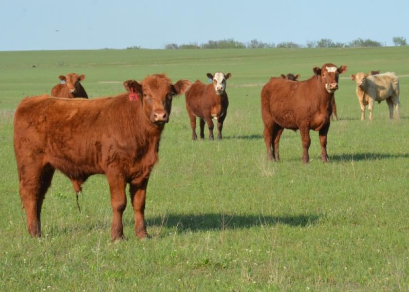 Administering implants can be economically justifiable to help stocker cattle be more efficient on grass. Choosing the right implant is key.
