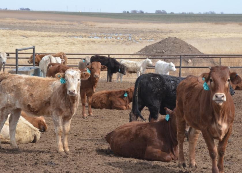 BT_Mexican_Feedlot_Cattle