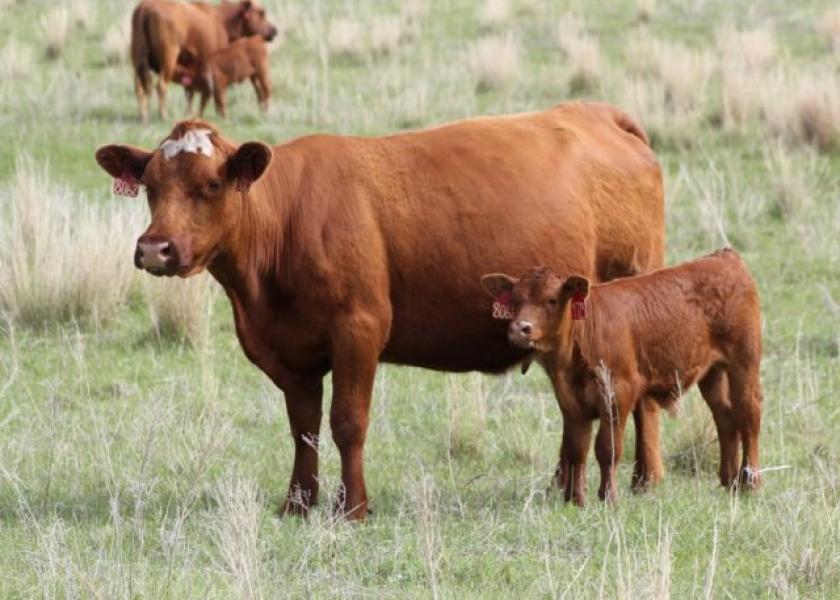 BT_Nebraska_Cows_Calves