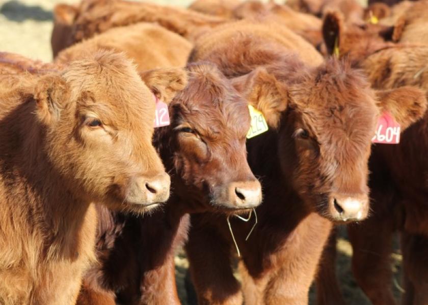 While “high-risk” cattle are often given high levels of hay or forage to aid in the transition to a milled diet, a study at the Arkansas Agricultural Experiment Station researches ways to increase performance.