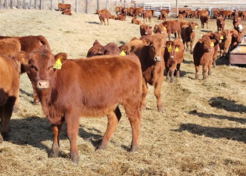 Weaning is one of the most stressful times in a calf's life. Here's how to best prepare your calves and their surroundings for weaning time.