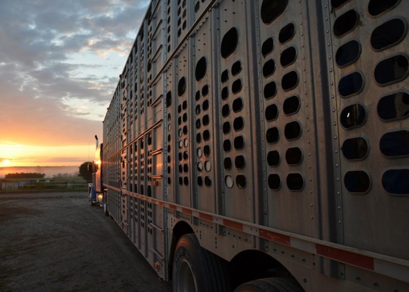 As you work through the various processes involved with interstate cattle movement, consider vaccinations and tests for four key diseases as well as the need for official identification (ID) practices.