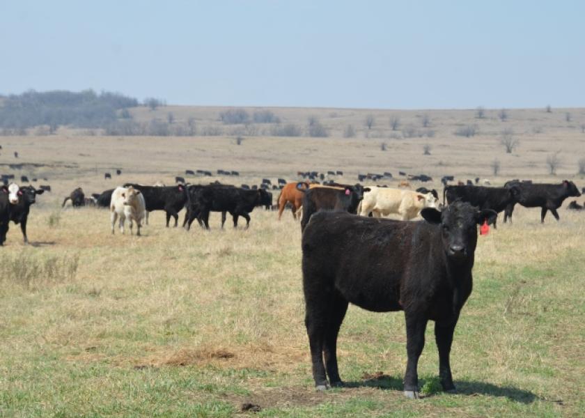 Feeder Cattle Prices Suffer Grain Rally Drovers