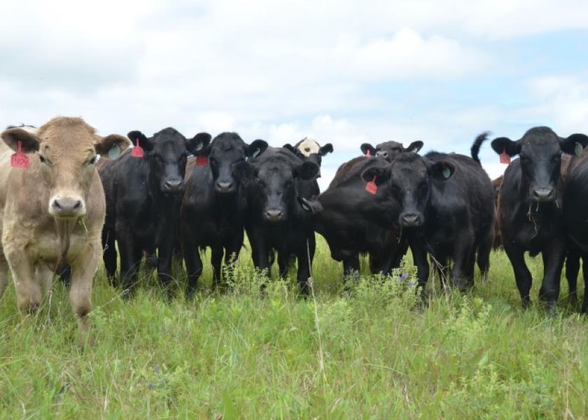 Beef cattle economic outlook, ongoing issues surrounding the transportation and cattle industry, and improving efficiency through feeding strategies and cattle comfort are among topics planned for 2022 Kansas State University Beef Stocker Field Day on Thursday, Sept. 29. 