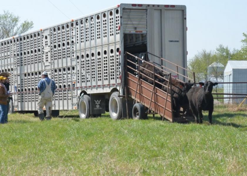 Angus cattle being unloaded.