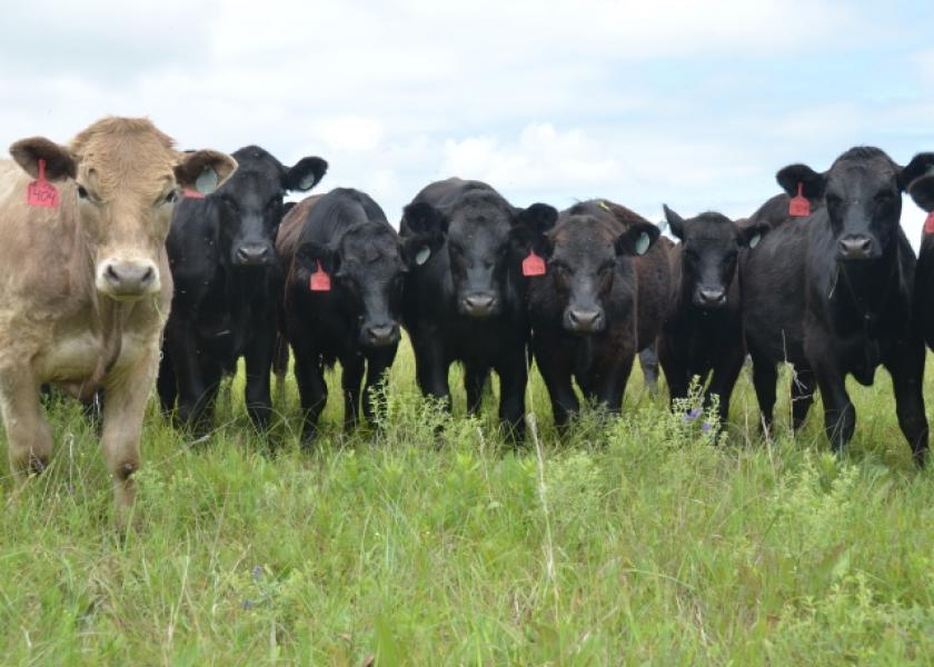 "In the case of beef, farmers and ranchers produce cattle using 33percent less land, 12 percent less water, and with a 16 percent smaller carbon footprint in 2007 compared to 1977. That is an astounding sustainability success story,” said Julie Anna Potts, President and CEO of the Meat Institute.