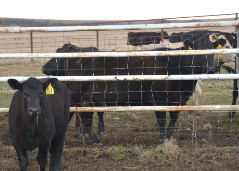 Aside from traditional calf weaning methods, the concept of "fenceline weaning" is worth considering for cow-calf producers looking to decrease stress and maintain health in their calves. 