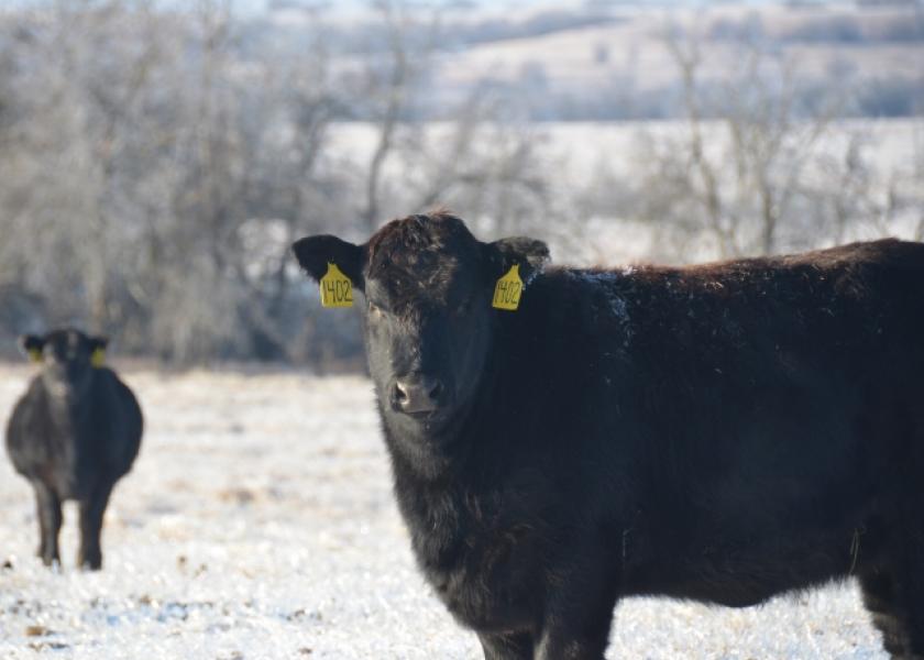 Proper timing, product dosage and application are key for combating lice and keeping cattle productive
