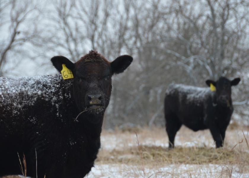 If your pastures were able to recover from drought, winter grazing of stockpiled grass produced during the growing season can help extend the grazing season and can reduce winter feed costs.
