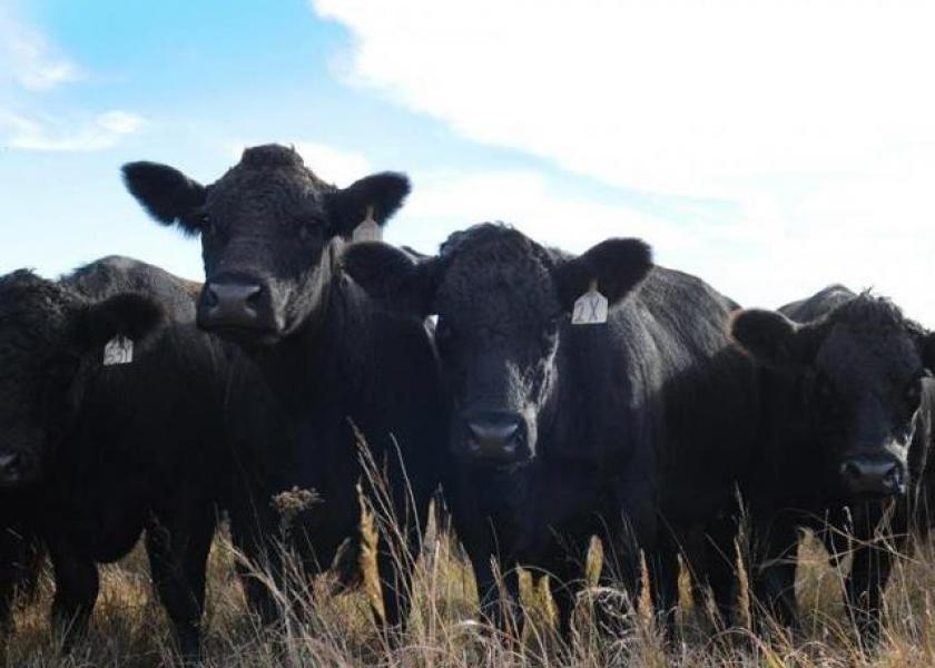 Dry Conditions. Unabated cow slaughter. Record Prices. This list of known factors weighs on the unknowns of the future to be seen in the cattle markets and industry. Scott Brown shares insight to what we may see in the coming months.