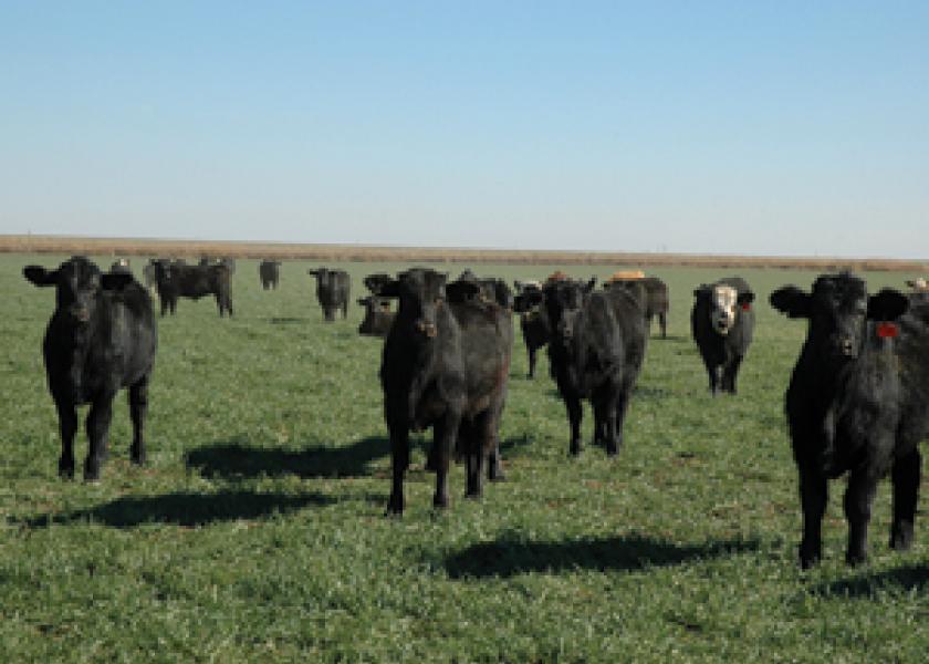 With hay supplies extraordinarily tight and winter still here, both wheat stocker producers and cow-calf producers are looking for forage sources to get by until stockers are sold or grass greens up for grazing.  