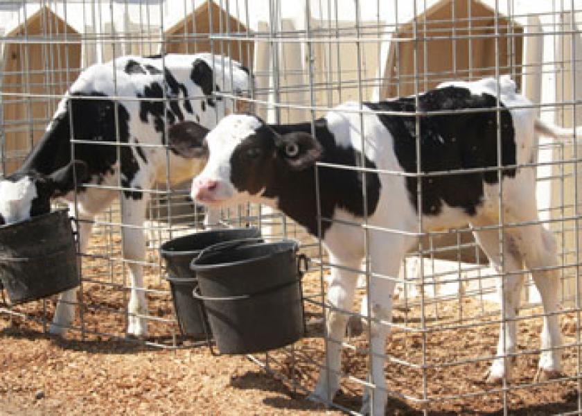 Bledsoe Dairy calves drugs 