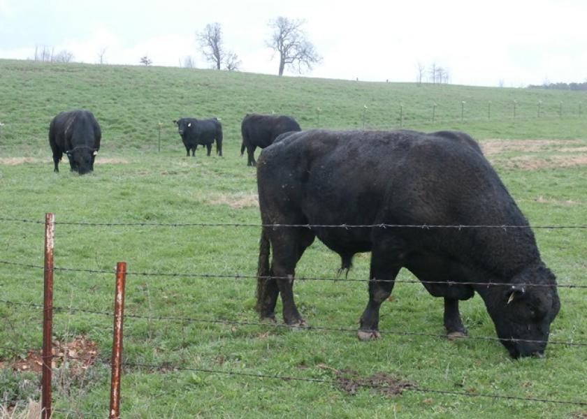 Angus bulls on pasture