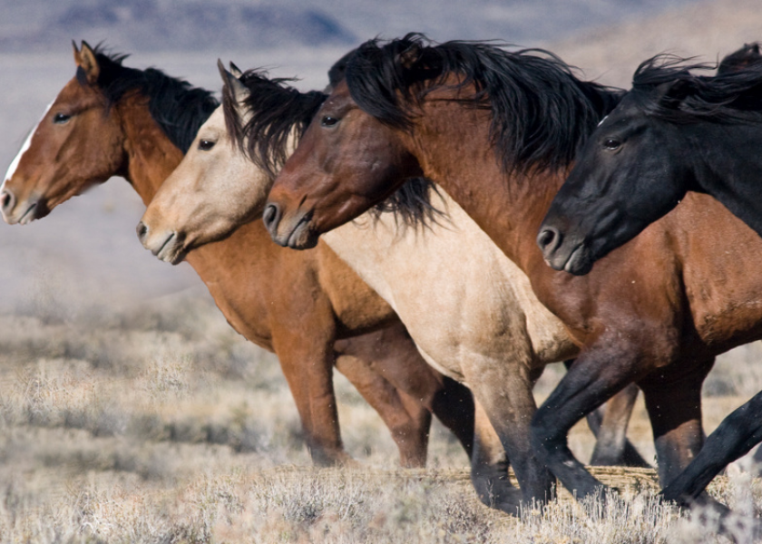 Former CEO for the Humane Society of the United States (HSUS), Wayne Pacelle, is at odds with his previous employer after HSUS sided with organizations representing farmers and ranchers in the debate on wild horses. 