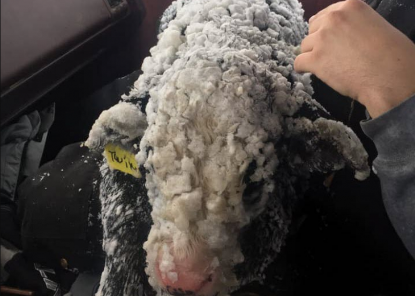 Rancher Nick Cobb says the blizzard that hit Washington state over the weekend meant several calves needed help, including one called "Oreo" that was covered in snow and ice.