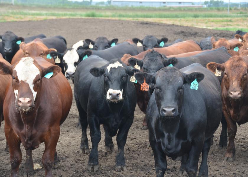 Cattle feeding margins slipped further into the red last week.