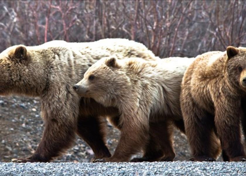 Another Grizzly Bear Euthanized After Killing Calves in Montana