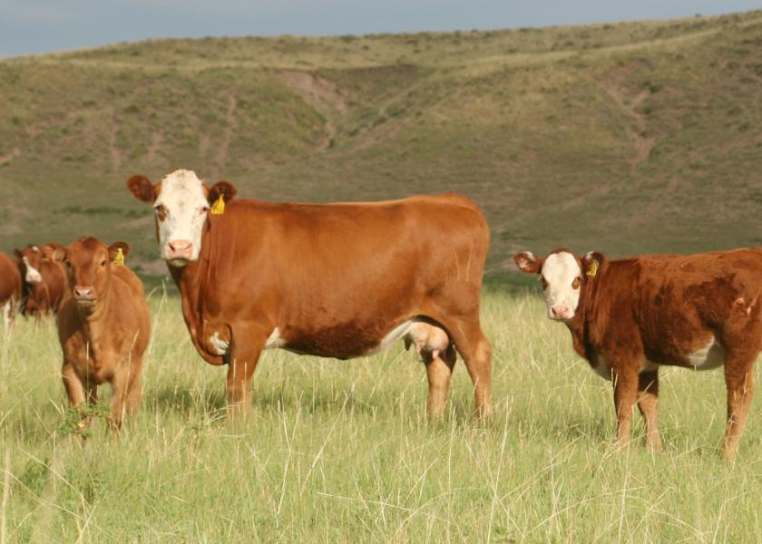 Red baldie cow