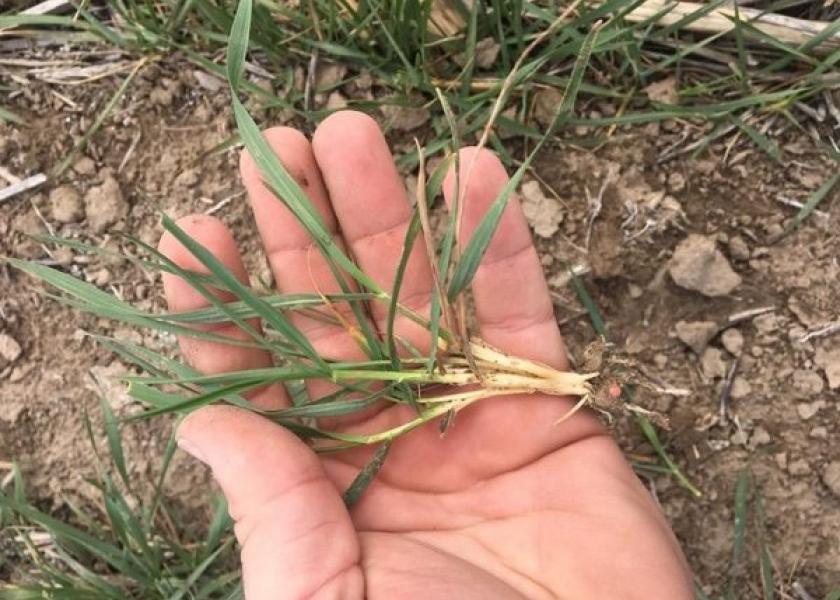 As more freezing weather blankets parts of the Plains, wheat growers are worried about potential damage to their crop.