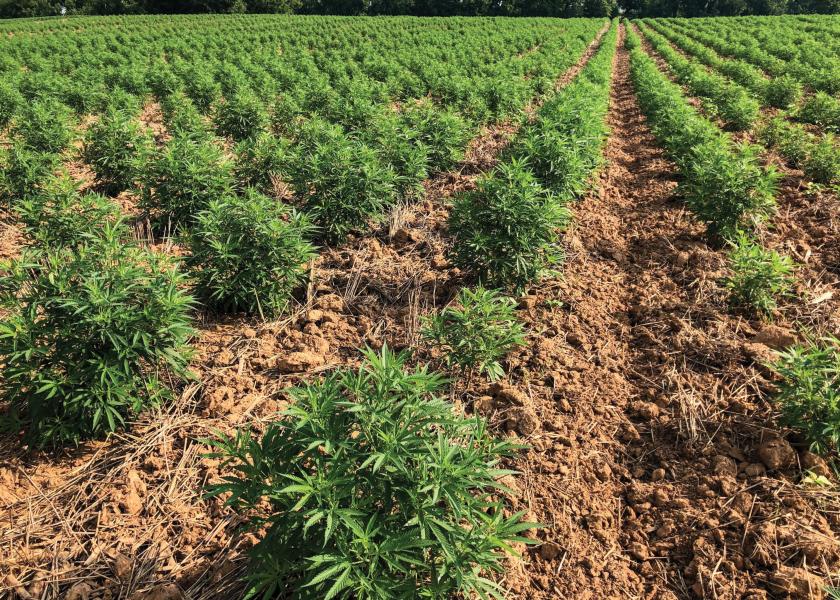 To grow hemp, you need a trusted seed supplier.
