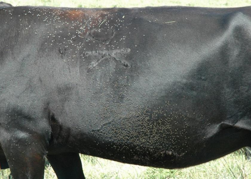 Cow with a high number of horn flies.