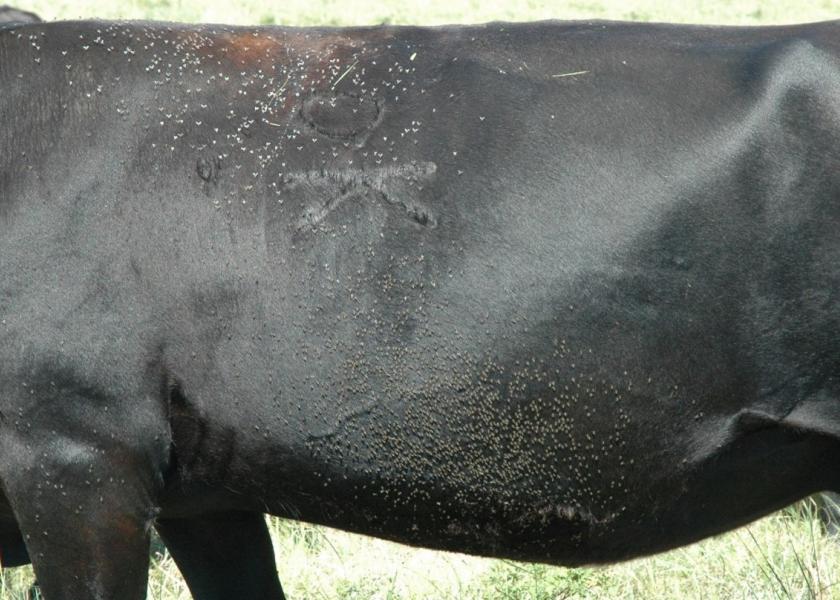 Cow with a high number of horn flies. 