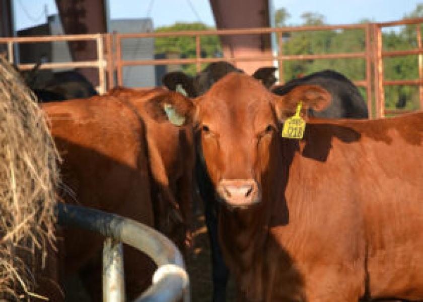 Beef exports increasing