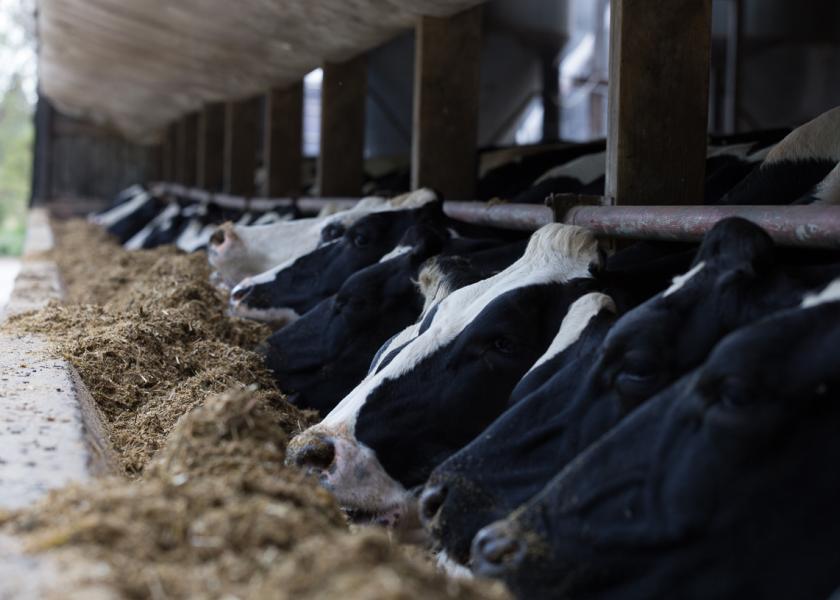 Why Cows Don't Get Pregnant Continued Dairy Herd