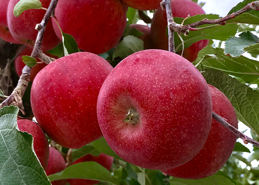 Oppy Apples, Envy, Organic, Shop