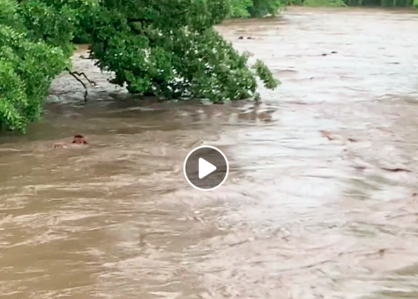 Video Shows MN Cattle Swept Away By Flash Flood
