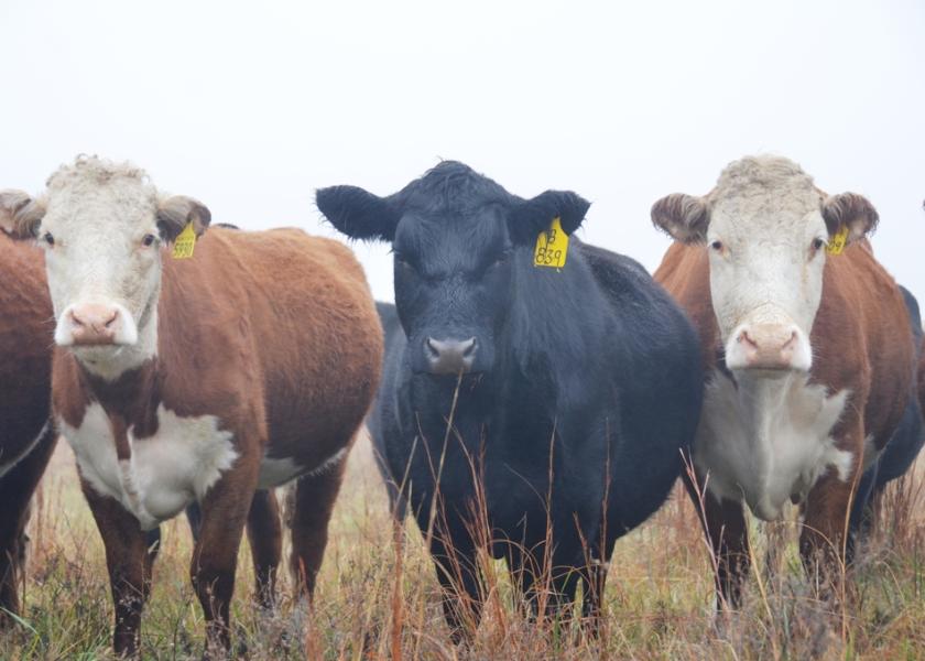 Beef cows