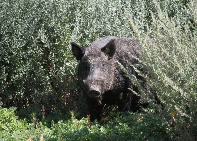 Monster-Sized Wild Pigs are on the Rise in Canada