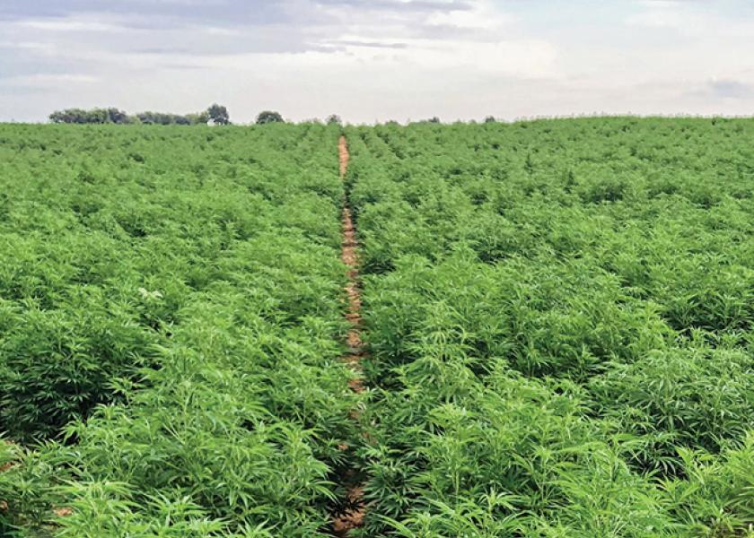 “After our board of directors approved adding hemp to our system, we put it out to our participating states. And of our 22 states and 1 Canadian province, 17 states and the Canadian province decided to add hemp," says FieldWatch CEO Stephanie Regagnon.
