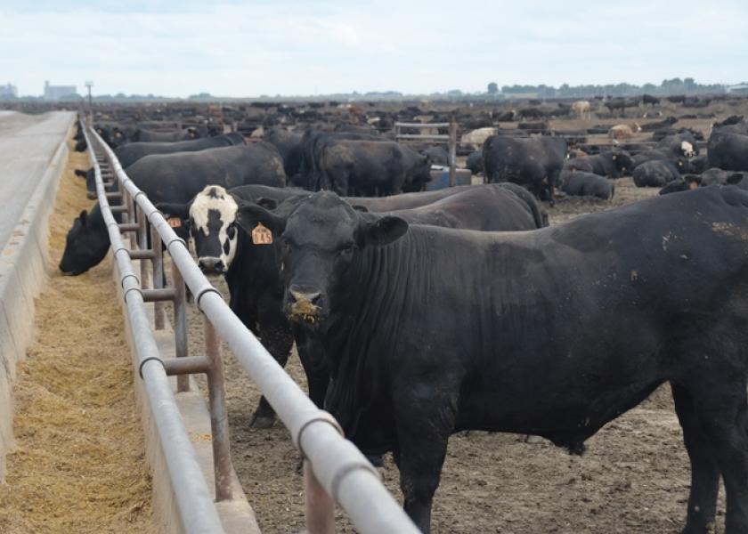 Cattle feeding losses declined with higher cash sales.