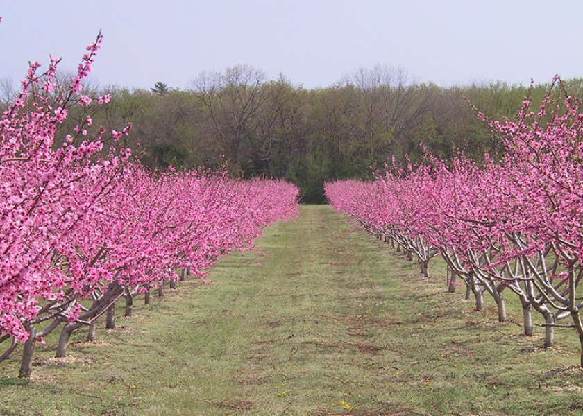 New Jersey peach growers optimistic about crop