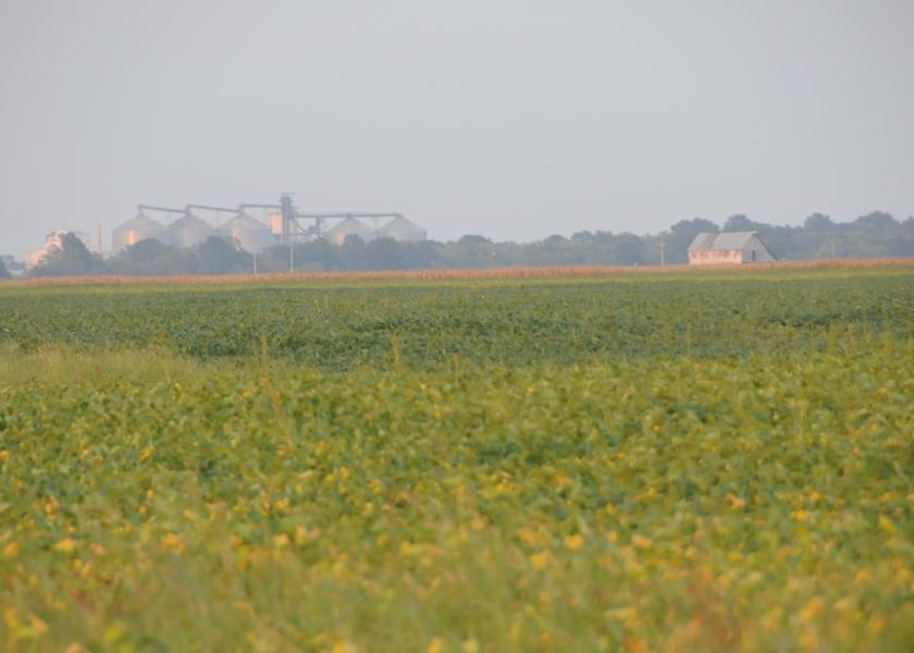 Scout for soybean diseases.