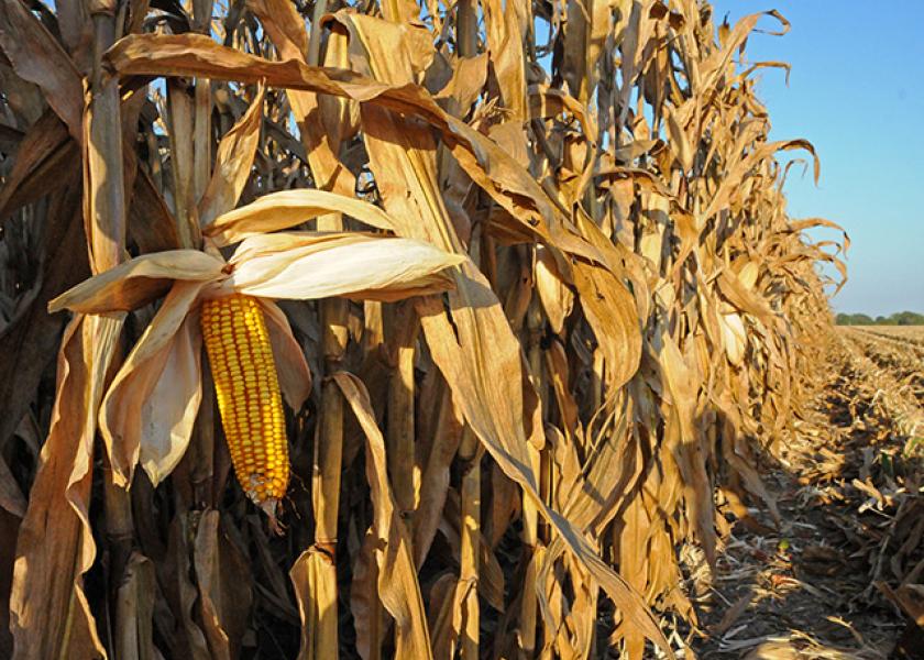 National Corn Yield Winner Hits 477 Bu. Per Acre