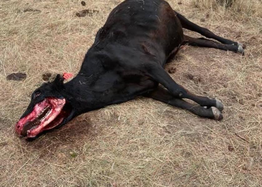 Photo of mutilated cow posted to Fee Stubblefield's Facebook page.