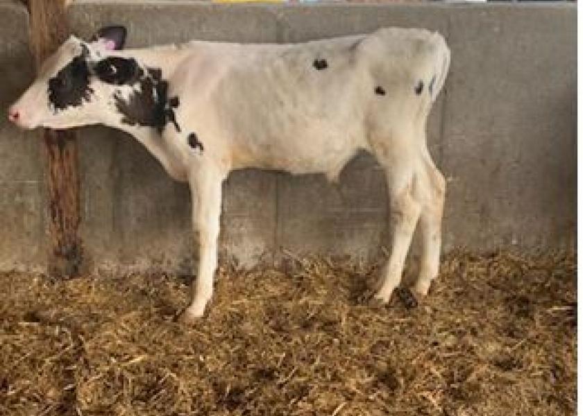 Salmonella infections commonly appear as gastro-intestinal issues; however, S. Dublin most often presents in calves as a respiratory illness.