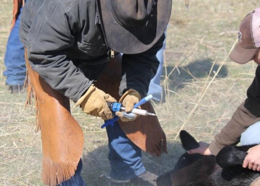Calf vaccinations on the ranch.