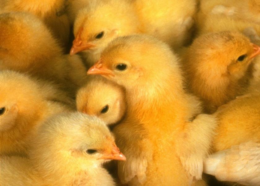 Chicken_Chicks_Poultry