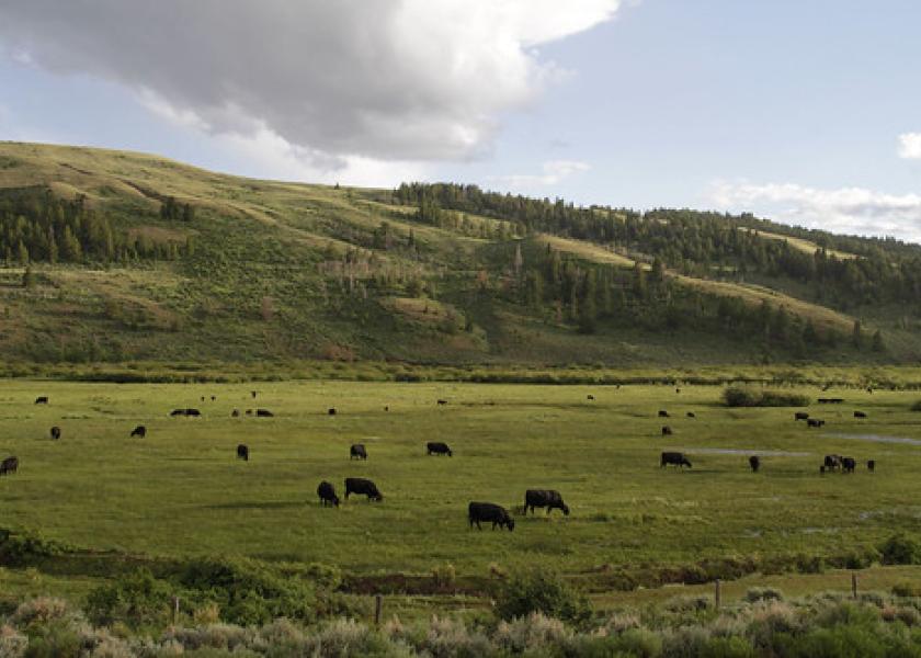 Wyoming meadow